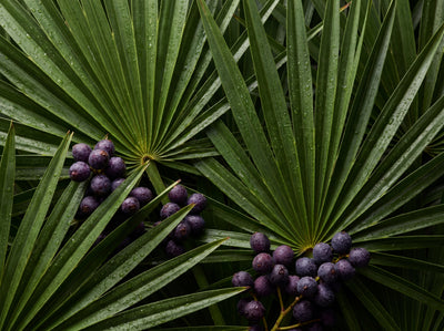 Sägepalme